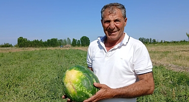 Iğdır’da Erken Hasat Heyecanı: Örnek Çiftçi Alican Açkan’ın Karpuzları Piyasaya Çıkmaya Hazır