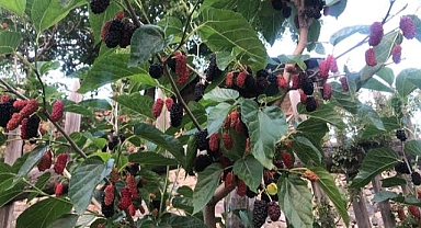Iğdır'da Kırmızı dut hasadı başladı