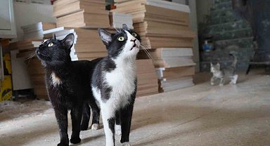 İşte Türkiye'nin konuştuğu o çılgın iki kedi
