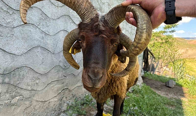Kağızman'da 4 boynuzlu koç ilgi odağı oldu