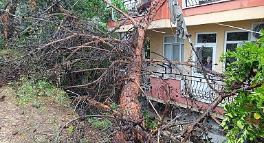 Manavgat'ta dev ağaç binanın üzerine devrildi