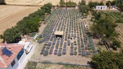 Lavanta kokulu başarı hikayesi: Yozgatlı Murat çevresine ilham veriyor