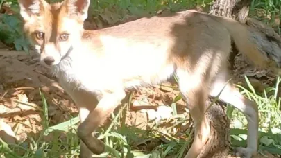 Tilkiyle göz göze geldi konuşarak uğurladı