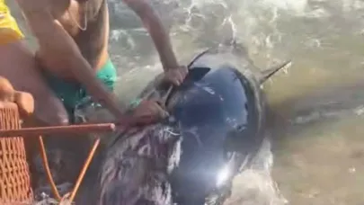 Çeşme’de kıyıya vuran orkinosu sandalye ile tutmaya çalıştılar