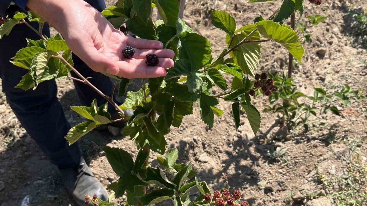 Dumlupınar’da böğürtlen fideleri ilk meyvelerini verdi