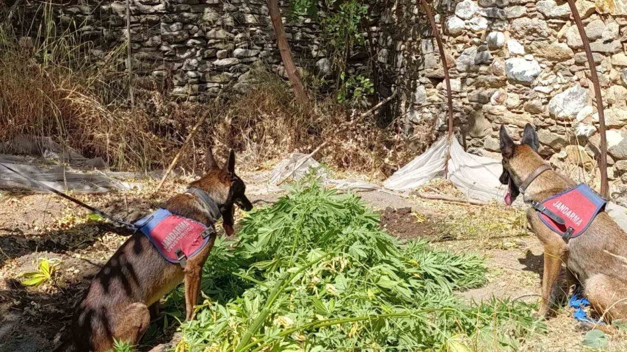 Nazilli’de uyuşturucu operasyonu