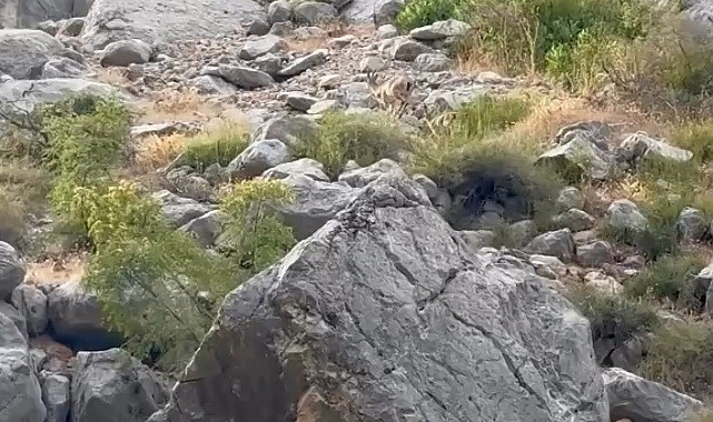 Erzincan Karanlık Kanyon'da anne ve yavru dağ keçisi görüldü