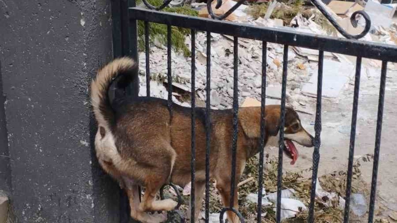 Demir korkuluklara sıkışan köpek itfaiye ekiplerince kurtarıldı