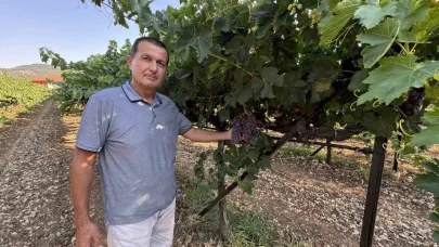 Antalya’da üzümde bu yıl yüzde 25 rekolte bekleniyor
