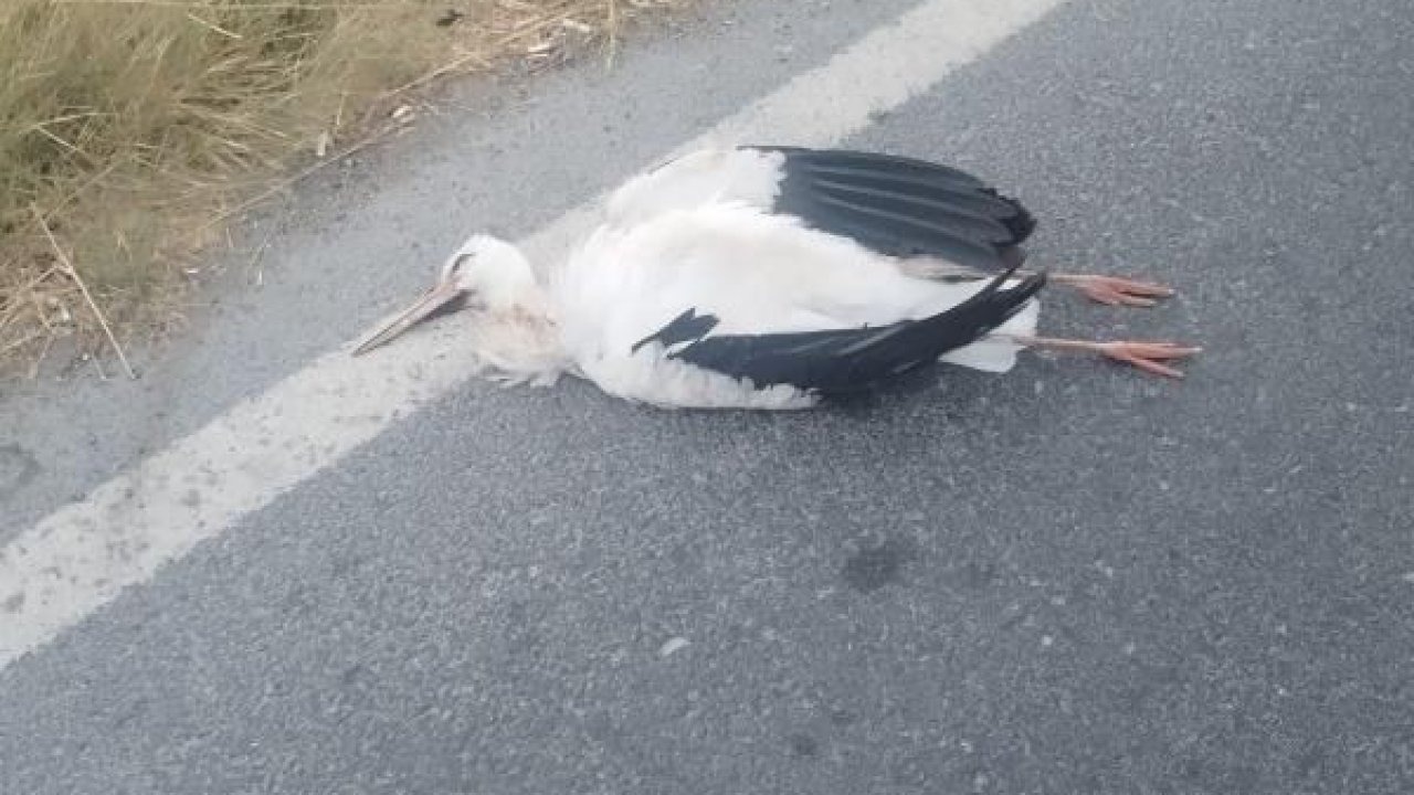 Büyükçekmece’de leyleklerin çarptığı trafoda yangın