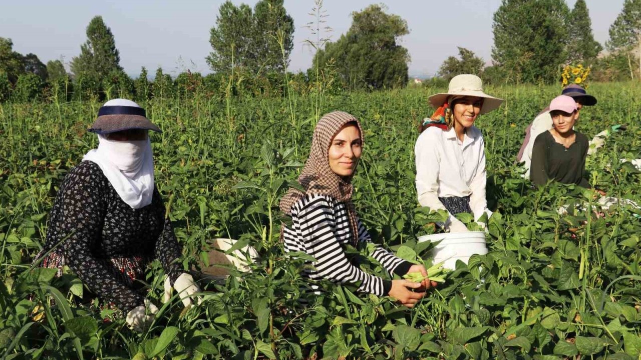 Gevaş fasulyesi girişimci kadınların eliyle değerleniyor