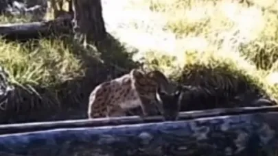 Sıcaktan bunalan vaşak yalakta serinledi