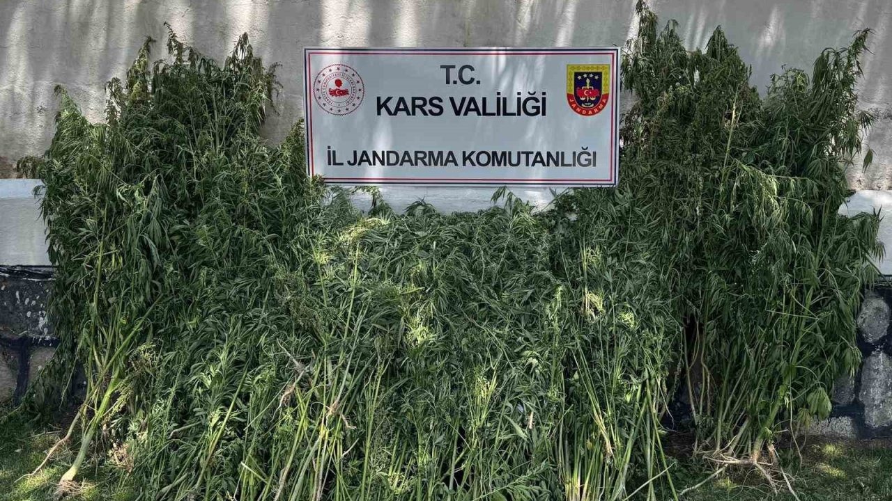 Kars’ta 42 bin 658 kök kenevir ele geçirildi