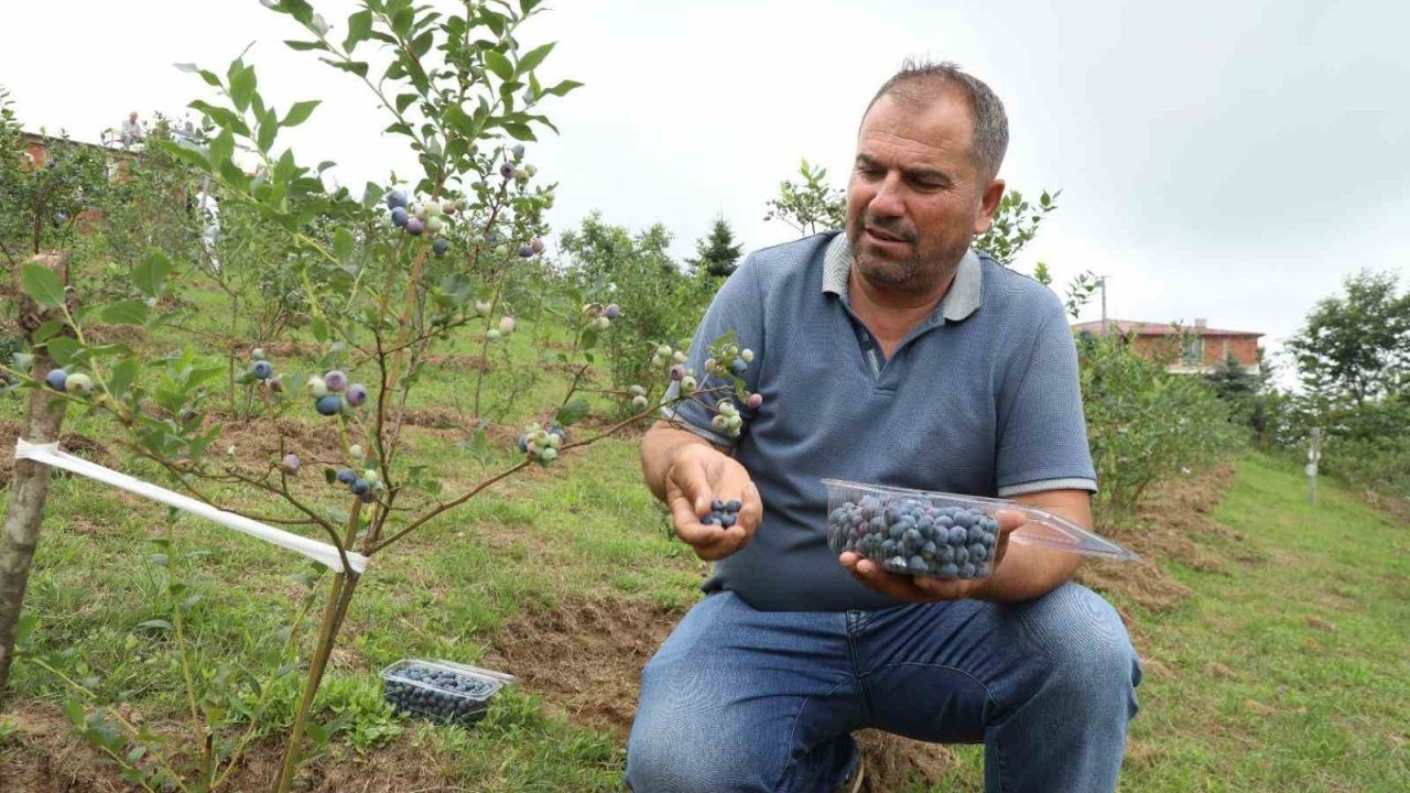 Ordu’da mavi yemiş üretimi yüz güldürüyor: Kilogramı 500 TL