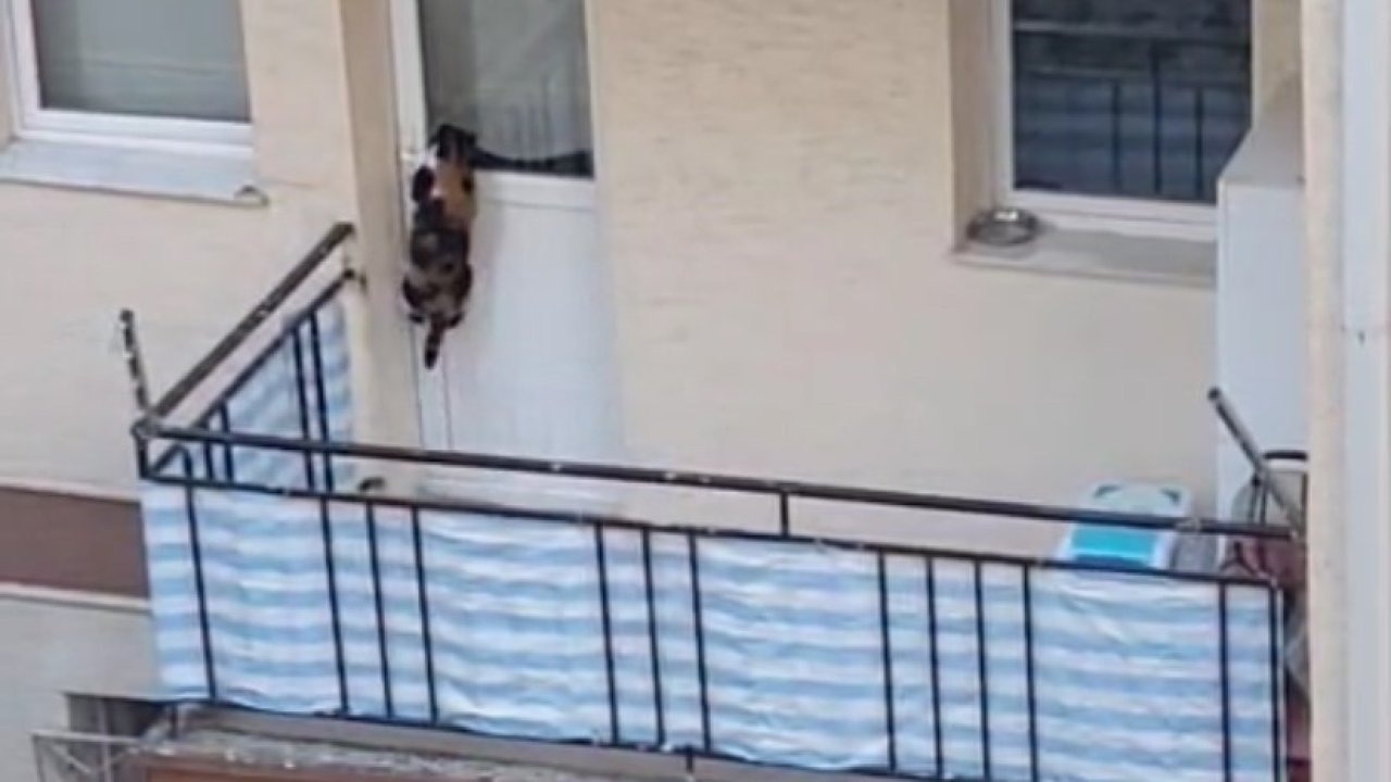 Kedinin balkona mahkum edildiği iddiası polisi harekete geçirdi
