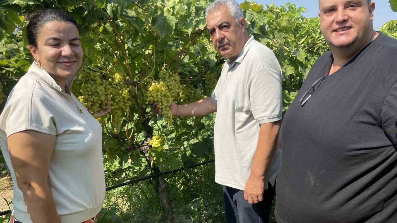 40 yaşından sonra okuyup kalıntısız üzüm yetiştirdi