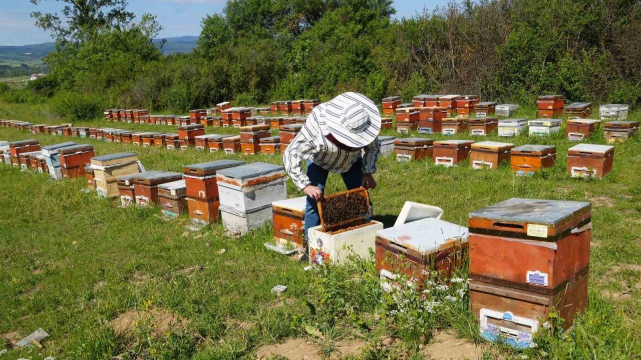 Kastamonu’da kestane balında üretim sezonu sona erdi: Rekolte her yıl azalıyor