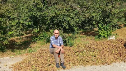 TMO 2025 fındık fiyatlarını açıkladı, gözler serbest piyasada