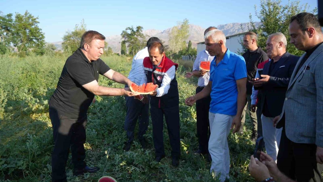 Erzincan’ın bereketli topraklarında üretilen karpuzun hasadı başladı