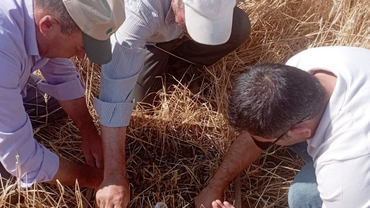 Aslanapa’da dolu ve sel afeti sonrası tarım arazilerinde hasar tespiti