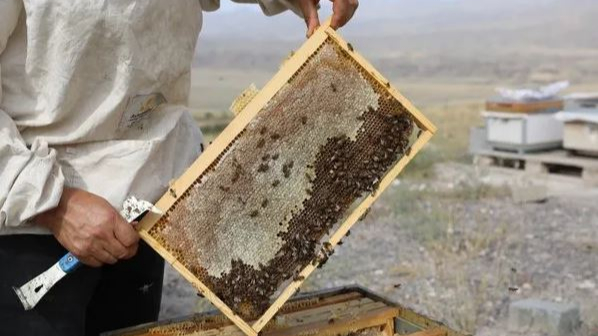 Iğdır Üniversitesi’nin Ürettiği Dağ Balında Hasat Zamanı