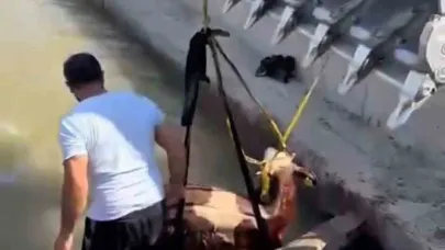 Iğdır’da kanala düşen inek kepçe ile kurtarıldı