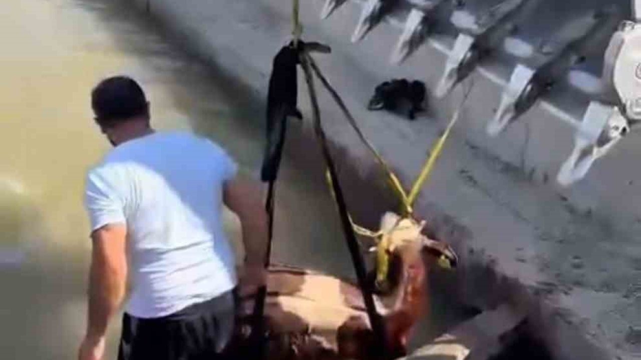 Iğdır’da kanala düşen inek kepçe ile kurtarıldı