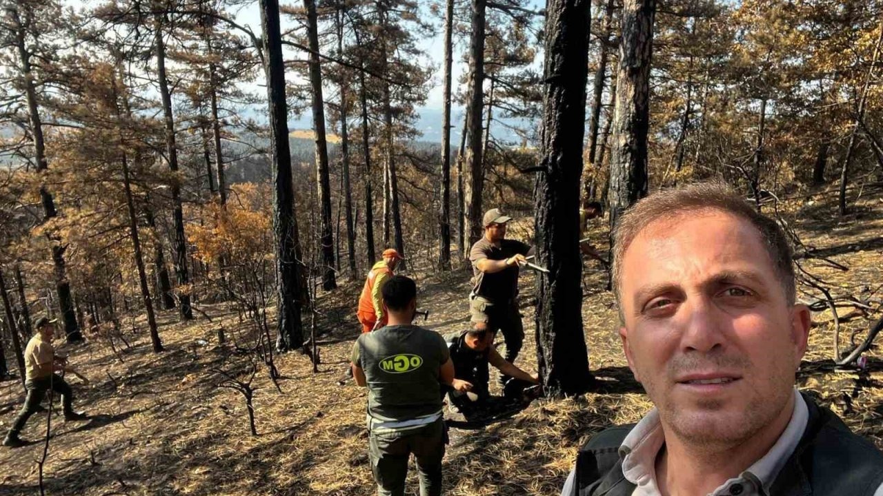 Sakarya’da yanan ormanlık alanlar tekrar haya dönüyor