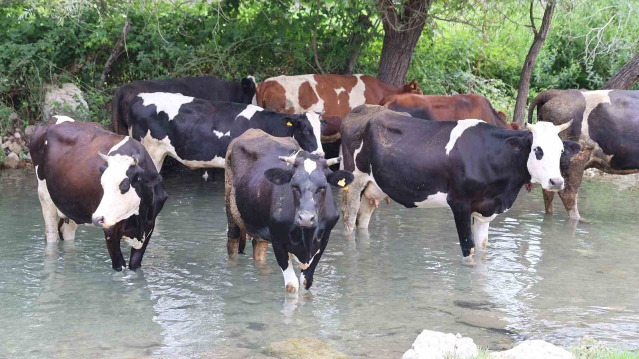 Sıcaklar bunalttı, hayvanlar suya girerek serinledi