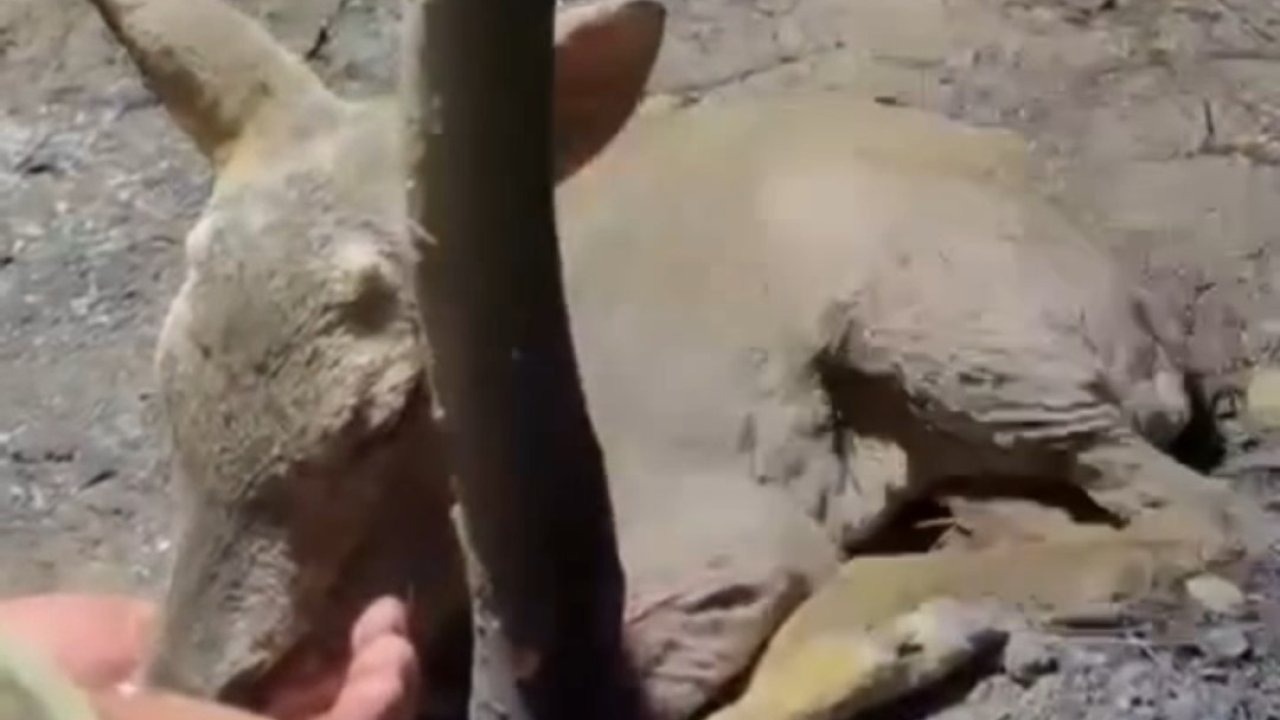 Çanakkale’de çıkan orman yangınında yaralanan yavru ceylana ekipler su yetiştirildi