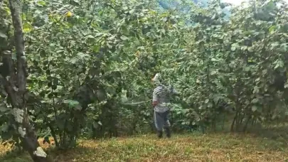 ‘Drakula’ bahçeleri kuruttu, 4 bin 100 dekar alandaki fındık ağaçları söküldü
