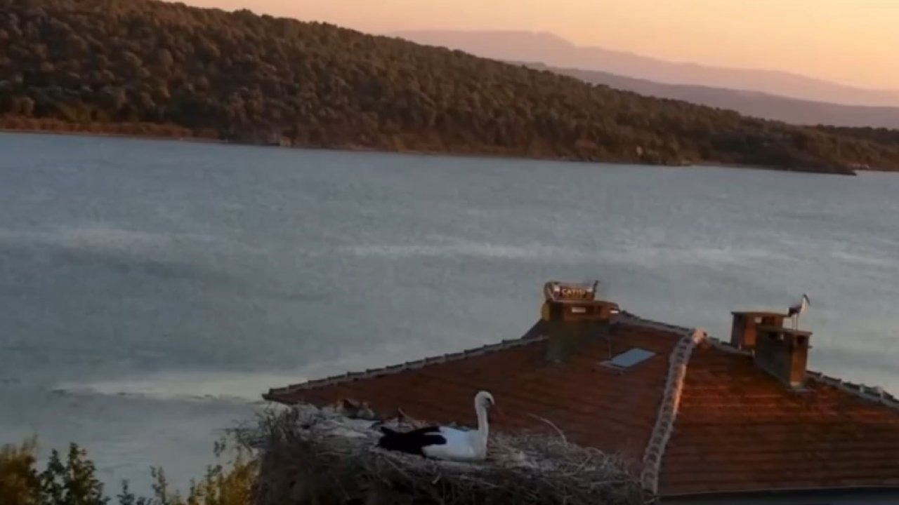 Yaren Leylek depremi önceden hissetti