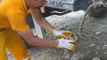 Osmaniye’de çıkan orman yangınından etkilenen kaplumbağa kurtarıldı