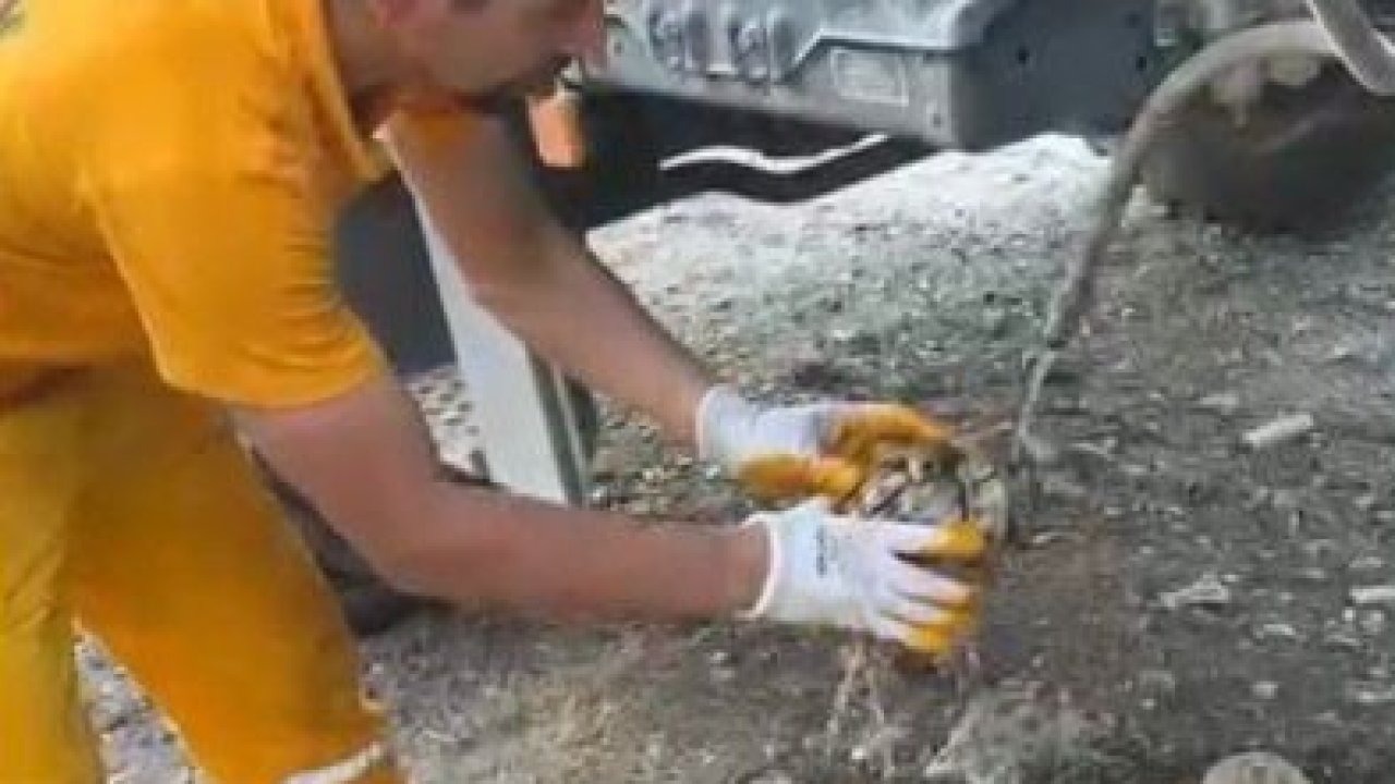 Osmaniye’de çıkan orman yangınından etkilenen kaplumbağa kurtarıldı