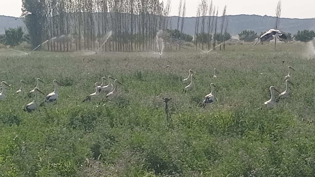 Leylekler Iğdır’da Hem Beslendi Hem Serinledi