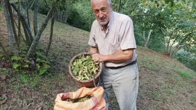 Giresunlu fındık üreticisinin umudu serbest piyasa