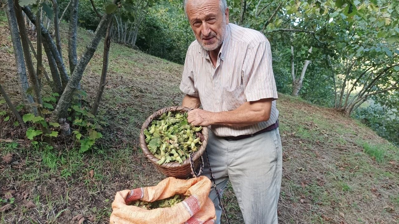 Giresunlu fındık üreticisinin umudu serbest piyasa