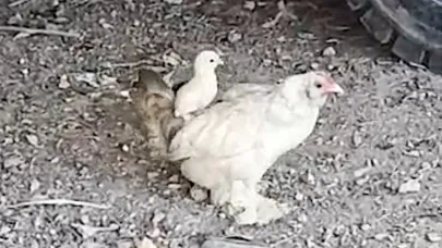Anne sırtında keyifli gezinti