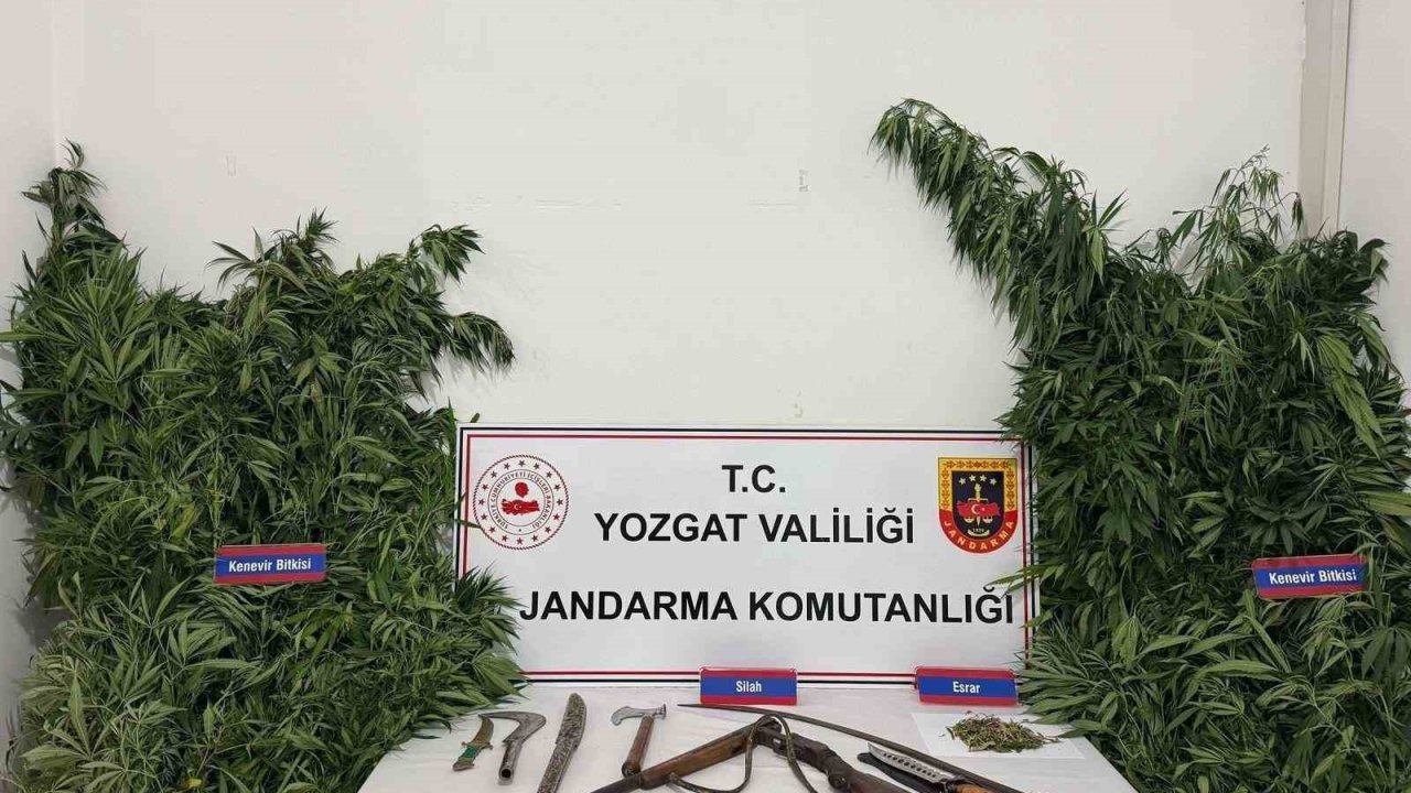 Yozgat’ta 243 kök kenevir ele geçirildi