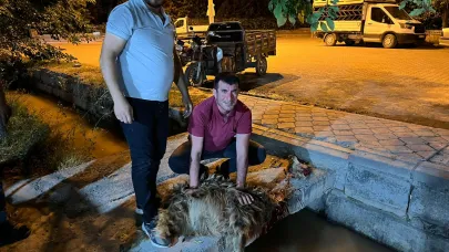 Iğdır Karakoyunlu’da Hayırsever Vatandaştan Kurban Bağışı