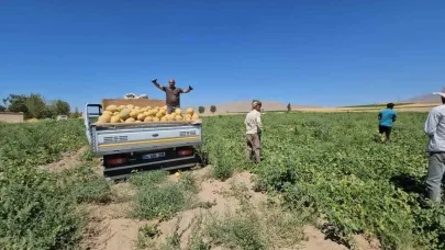 Adilcevaz’da kavun hasadı başladı