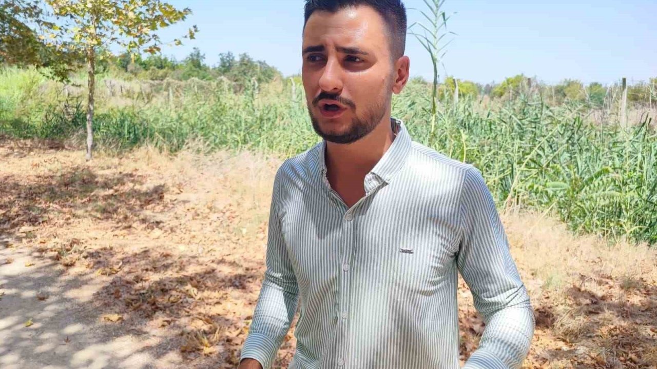 Çukurova Üniversitesi yerleşkesine domuzlar girdi, vatandaş havlayarak kovaladı