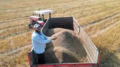 Türkiye’nin maydanoz tohumu ihtiyacının yüzde 75’inin karşılandığı ilçede bereketli hasat başladı