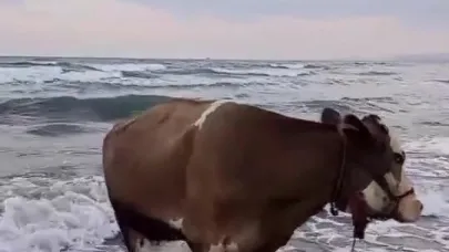 Kavurucu sıcaktan bunalan inek soluğu denizde aldı
