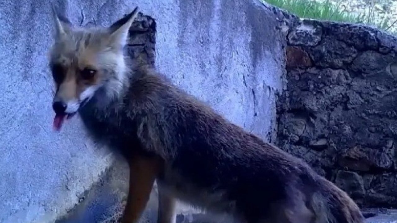 Fotokapana yakalanan sincap ve tilki görenleri gülümsetti