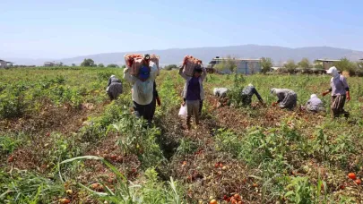 Domates işçileri çöl sıcaklarında saati 250 TL’ye ter döküyor