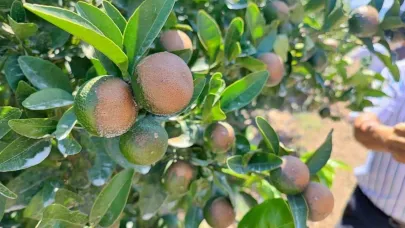 Sıcağın yaktığı narenciyelerde ‘Akdeniz Meyve Sineği’ uyarısı