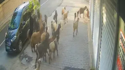 Tatvan’da keçinin inadı limon ağacını devirdi