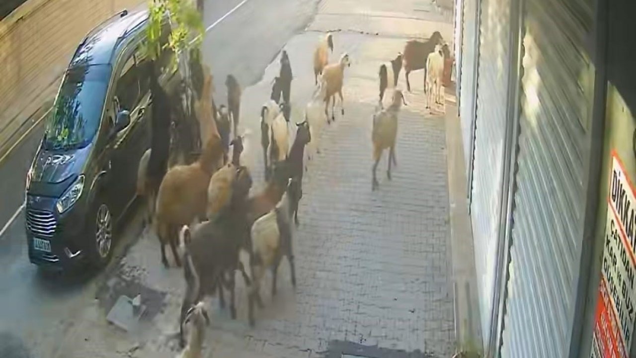 Tatvan’da keçinin inadı limon ağacını devirdi
