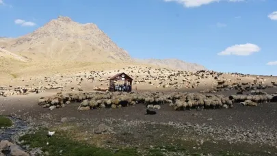 Hakkari’de Şap hastalığı karantinası sona erdi